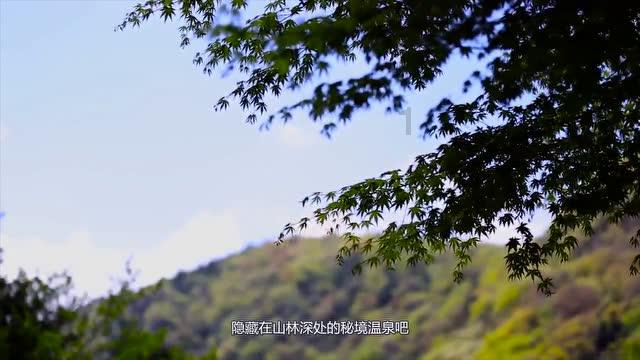 寻找萌宠松鼠